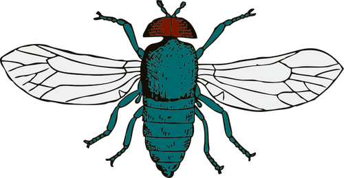 Vector illustration of bluebottle fly