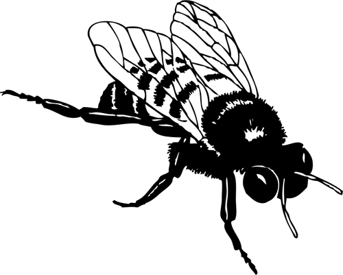 Vector clip art of bumble bee