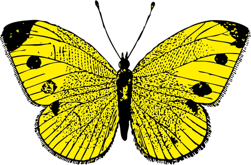 Vektorikuva mustasta ja keltaisesta perhosesta