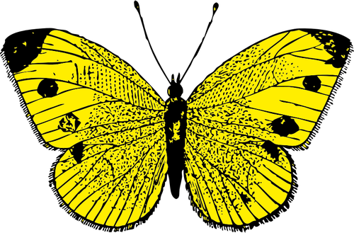 Vector de la imagen de mariposa negra y amarilla