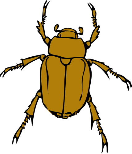 chafer bug | Public domain vectors