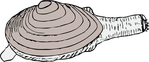 Векторная графика моллюск