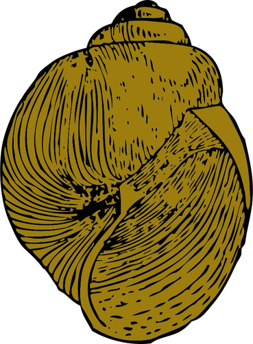 Vector image of snail shell