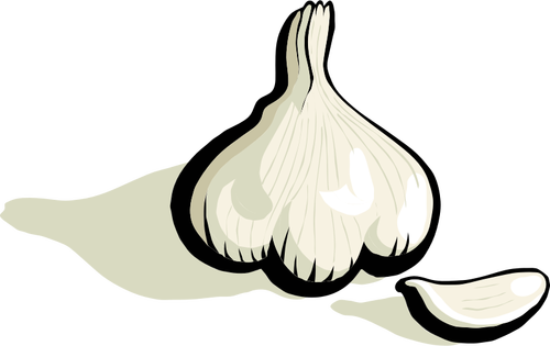 Knoblauch-Vektor-ClipArt