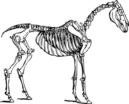 Vector afbeelding van paard skelet