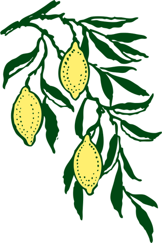 Vektör clip art limon dalı