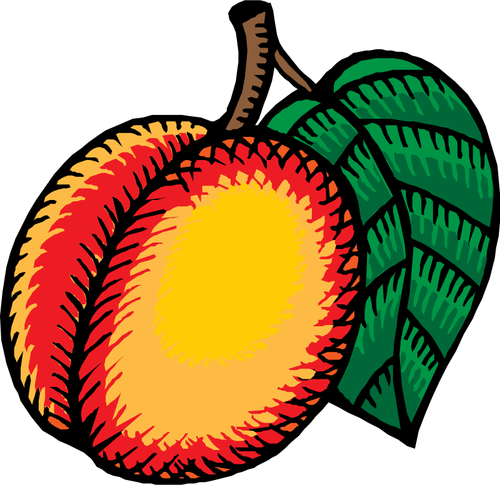 Nectarine vector illustraties