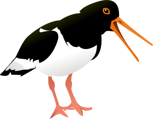 Oystercatcher vector graphics