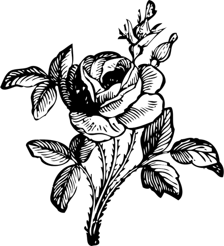 Růže vektorový obrázek