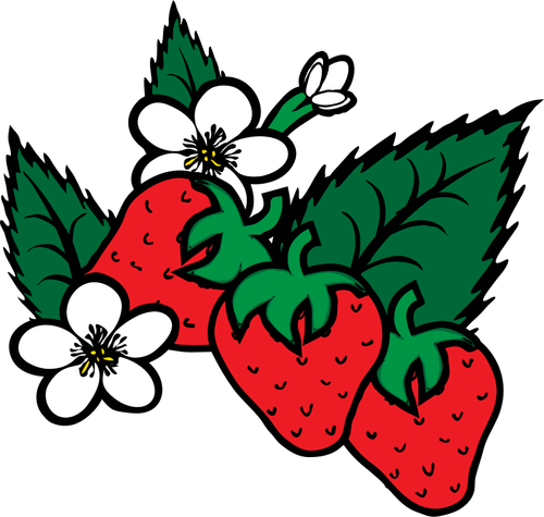 Vector image of freshly picked strawberries