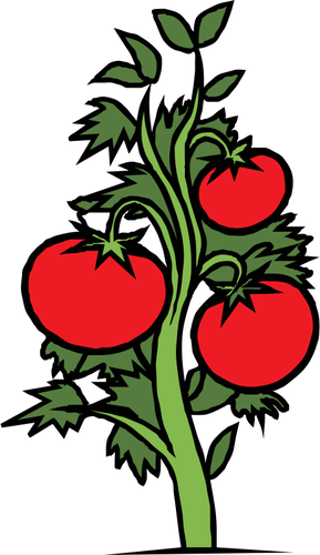 Tomato plant vector clip art