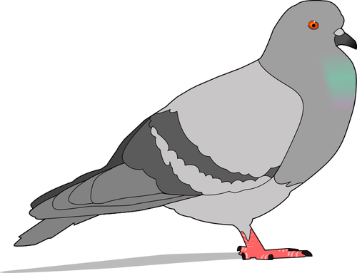 Illustration de la couleur du pigeon avec shadow