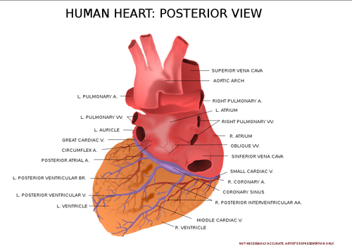 قلب الإنسان
