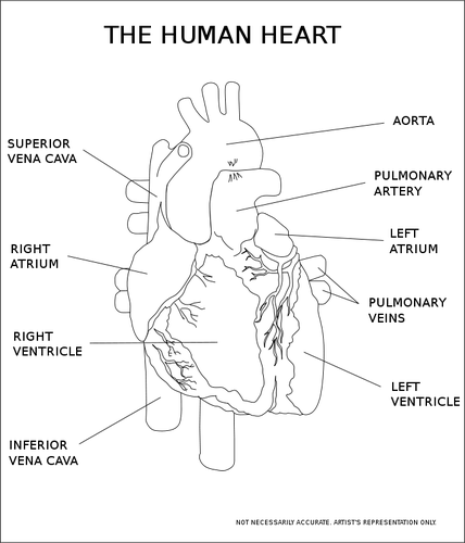 Vektorový obrázek lidského srdce