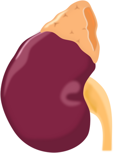 Vector de la imagen del riñón