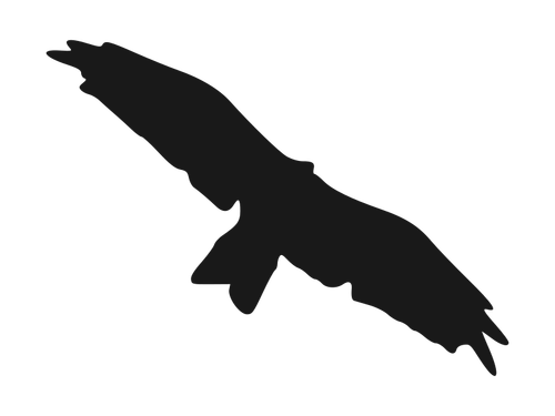 Silhouette d’oiseau volant