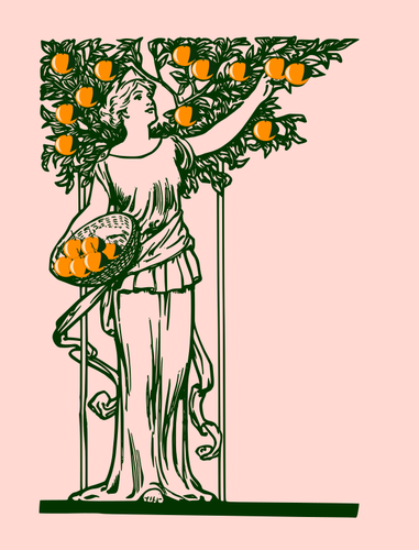 La señora recogiendo naranjas