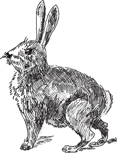 Rabbit vector illustration