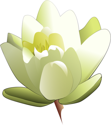 Water Lily Vector Image