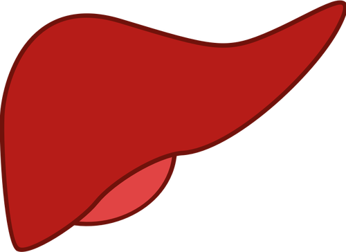 Liver in red