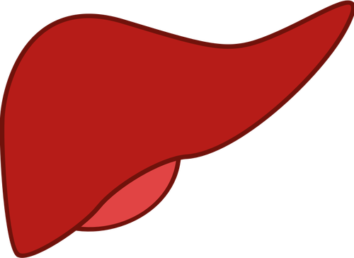 Liver in red