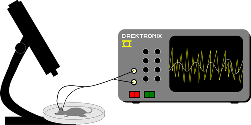 העכבר EEG