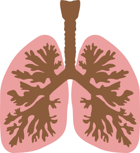 Lungene og bronchus