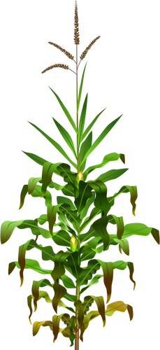 Vector drawing of mais plant with ripe corn