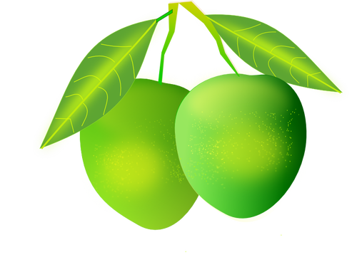 Mango vector image