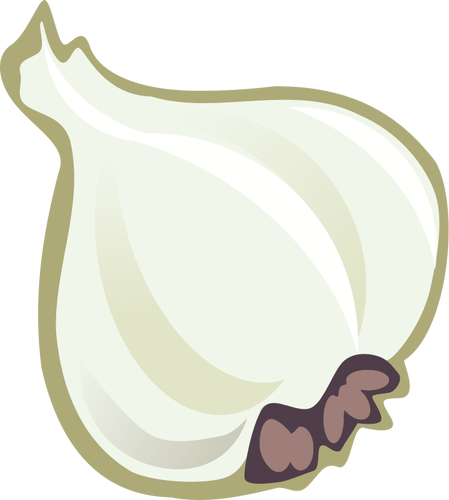 Vector image of garlic