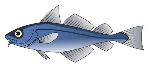 Codfish vector image