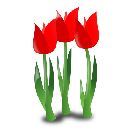 Tři tulipány