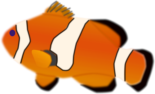 Amphiprion percula peşte vector illustration