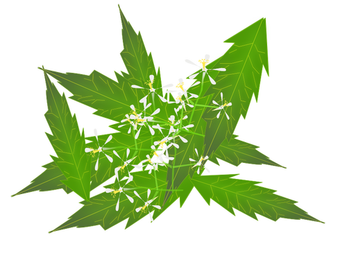 Obrázek z neem listy a květy v barvě