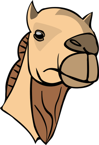 Camel head image