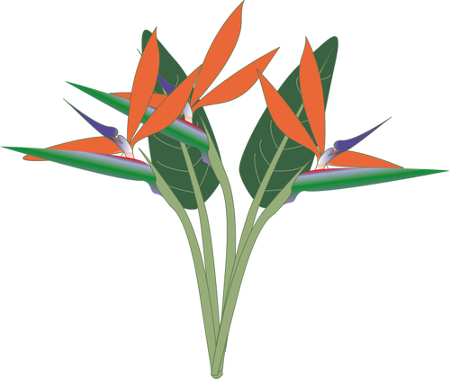 Prediseñada vector de flor de paraíso