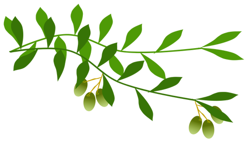 Olivovou ratolestí s olivami