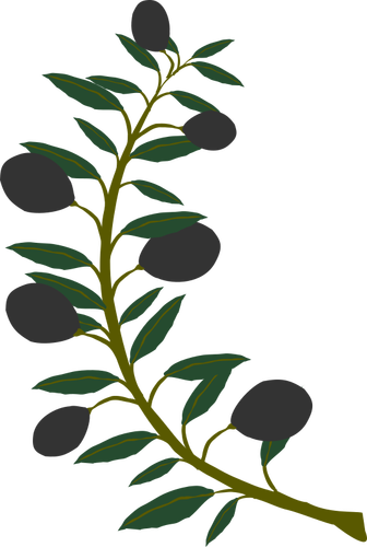 Olive branch with black olives