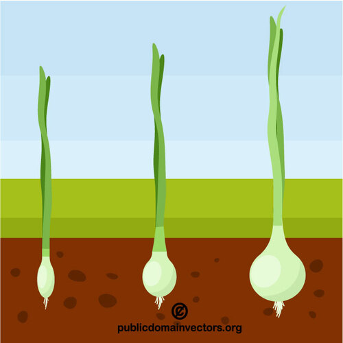 Onion plant