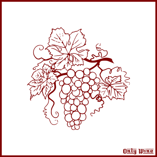 Wine outlined
