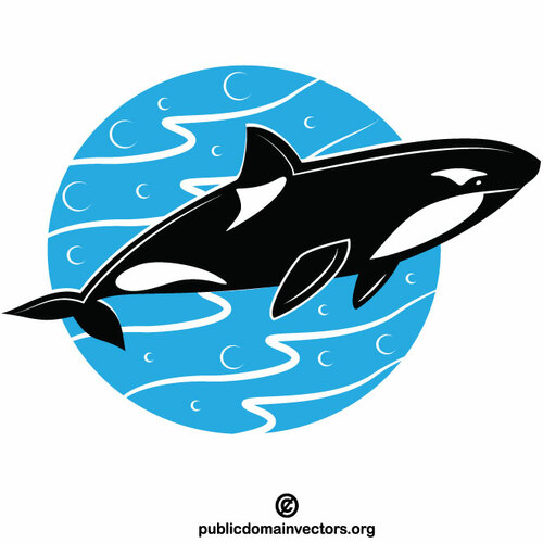 Orca killer whale