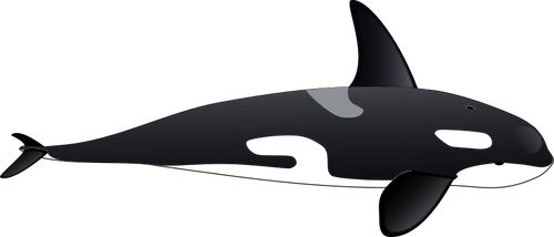 Büyük orca vektör görüntü