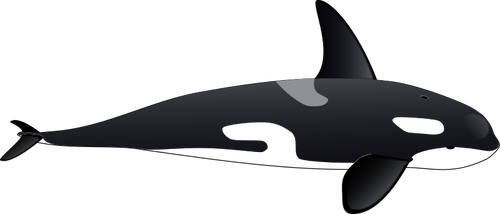 Vector image of big orca