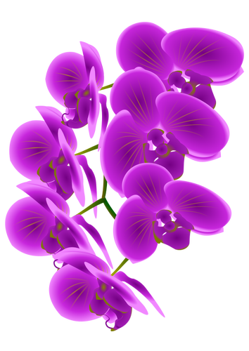 Ramo de orquídea