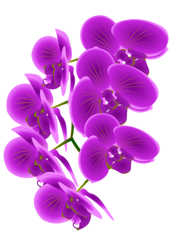 Orchid filial