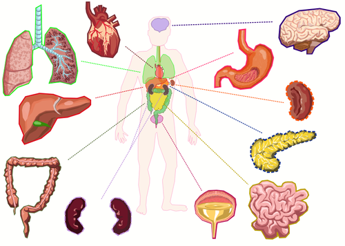 Órganos del cuerpo humano