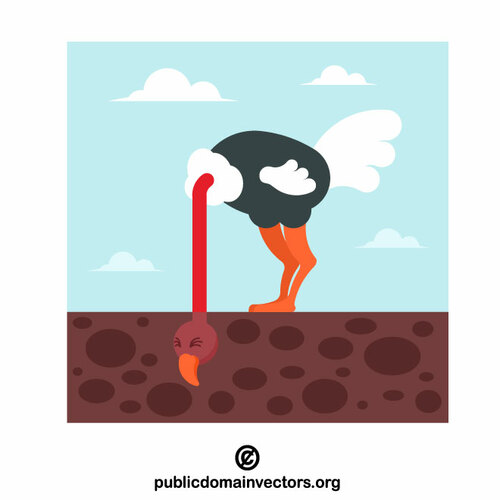 Ostrich with its head in the ground