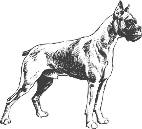 Dibujo vectorial de Boxer perro
