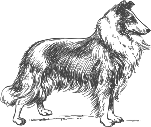 Collie vector image