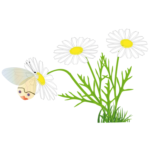 Butterfly on a daisy vector image